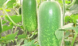 吃瓜每日大赛 吃瓜 吃瓜爆料大赛每日聚集地,揭秘“吃瓜每日大赛”的火爆聚集地